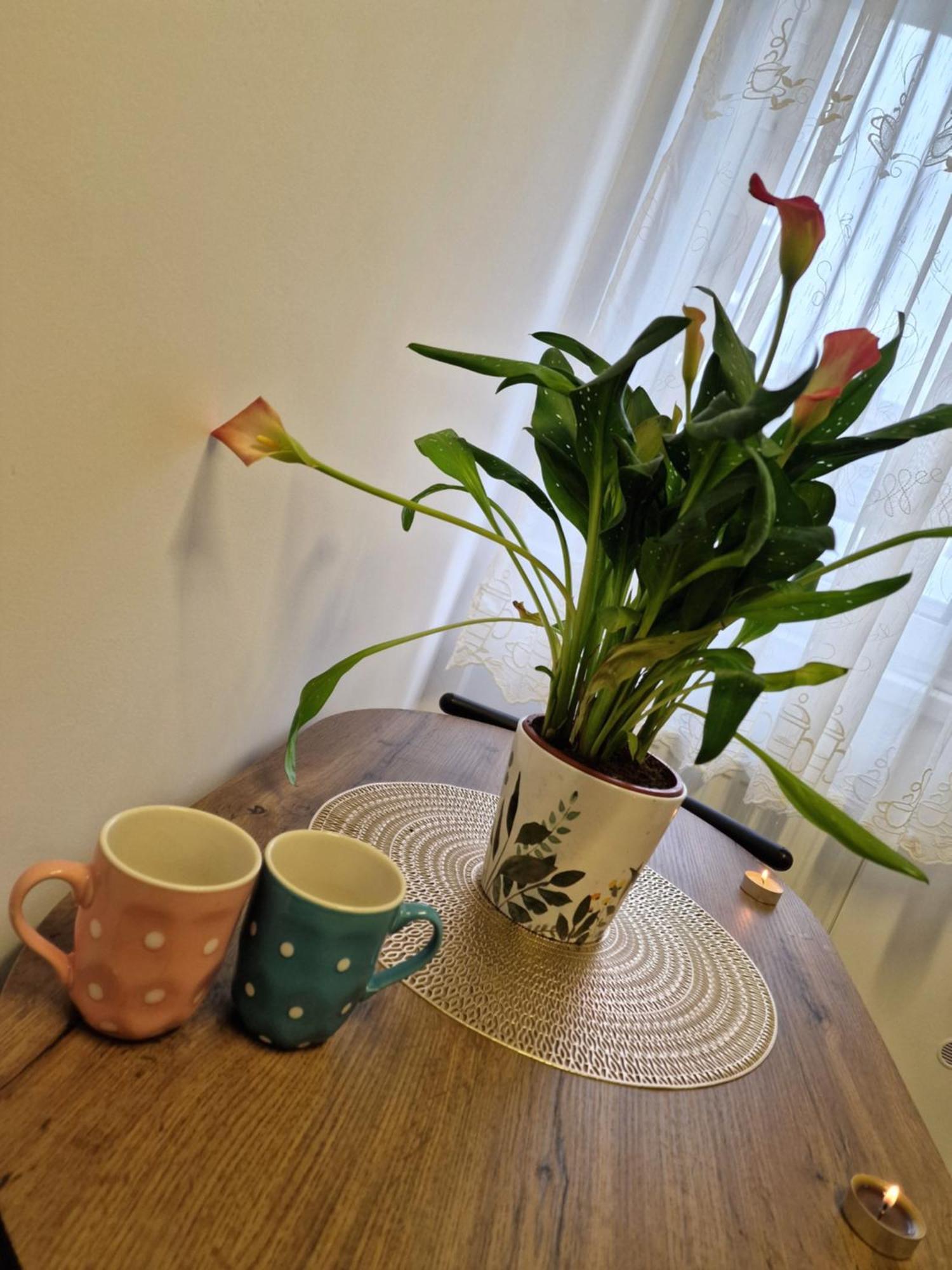 Studio&Garden! Rosu Екстер'єр фото