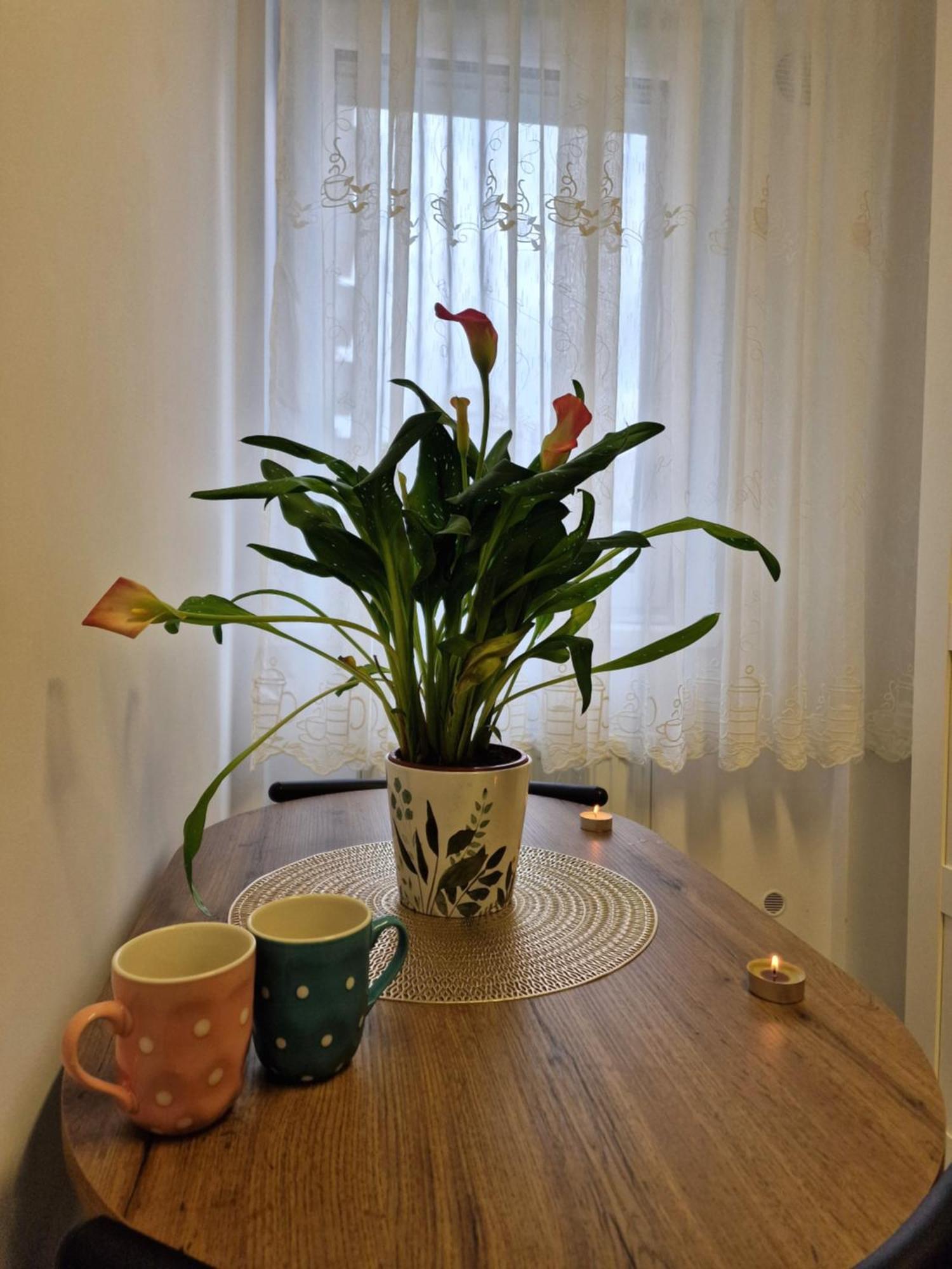 Studio&Garden! Rosu Екстер'єр фото